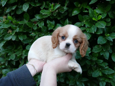 CHIOT 2 - Cavalier King Charles Spaniel