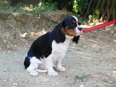 Les chiots de Cavalier King Charles Spaniel