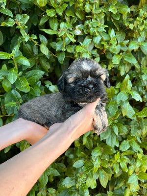 Les chiots de Shih Tzu