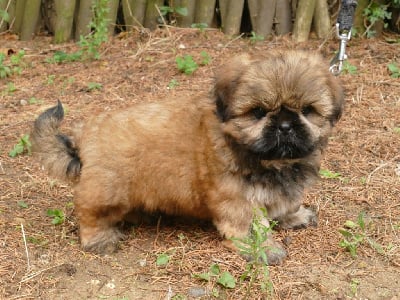 Les chiots de Shih Tzu