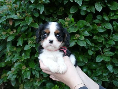 CHIOT 2 - Cavalier King Charles Spaniel