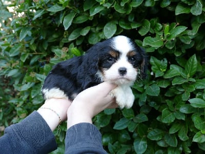 CHIOT 1 - Cavalier King Charles Spaniel