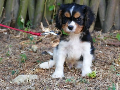 CHIOT MALE COLLIER VERT - Cavalier King Charles Spaniel