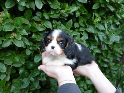 CHIOT 3 - Cavalier King Charles Spaniel