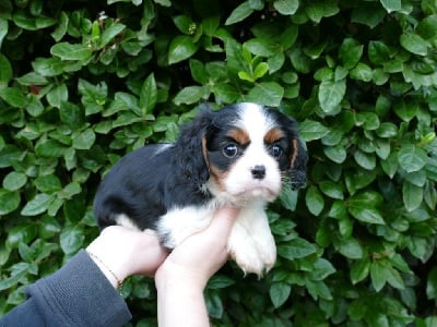 CHIOT 1 - Cavalier King Charles Spaniel