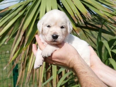 Les chiots de Golden Retriever