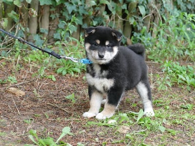 Les chiots de Shiba