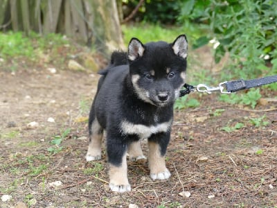 Les chiots de Shiba