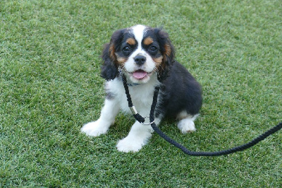 Les chiots de Cavalier King Charles Spaniel