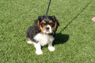 Les chiots de Cavalier King Charles Spaniel