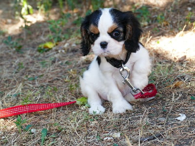 Les chiots de Cavalier King Charles Spaniel