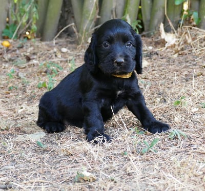 Les chiots de Cocker Spaniel Anglais