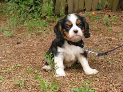 Les chiots de Cavalier King Charles Spaniel