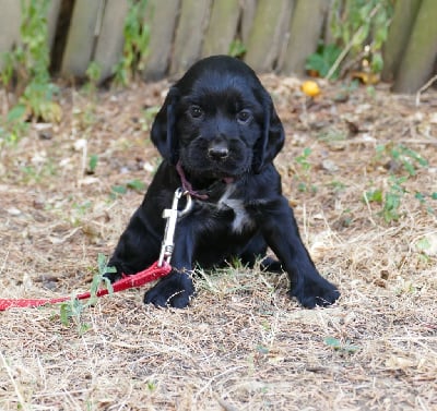 Les chiots de Cocker Spaniel Anglais