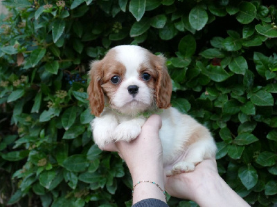 CHIOT 1 - Cavalier King Charles Spaniel