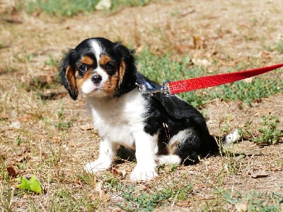 Les chiots de Cavalier King Charles Spaniel