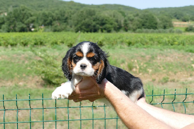 Les chiots de Cavalier King Charles Spaniel