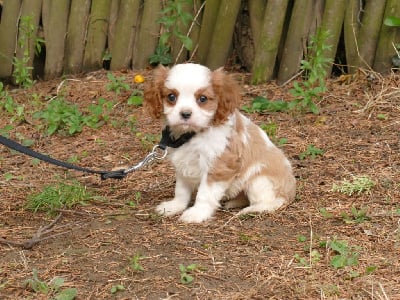 Les chiots de Cavalier King Charles Spaniel