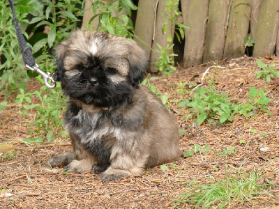 Les chiots de Shih Tzu