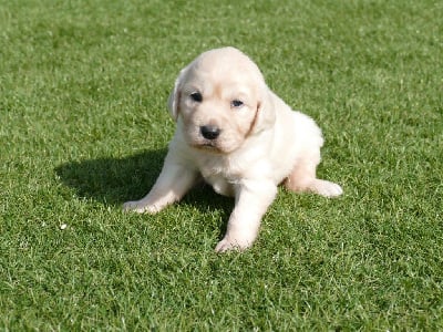 Les chiots de Golden Retriever