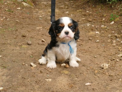 Les chiots de Cavalier King Charles Spaniel