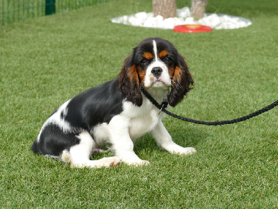 Les chiots de Cavalier King Charles Spaniel