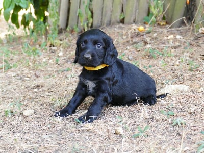 Les chiots de Cocker Spaniel Anglais