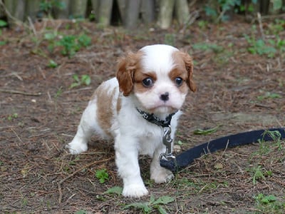 Les chiots de Cavalier King Charles Spaniel