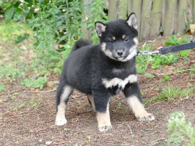 Les chiots de Shiba