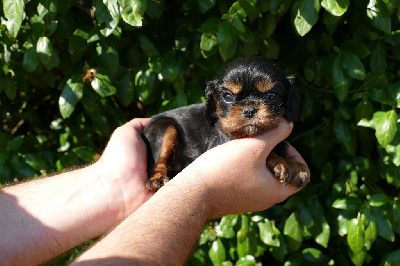 Les chiots de Cavalier King Charles Spaniel