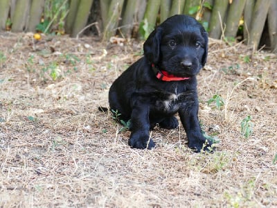 CHIOT MALE NOIR - Cocker Spaniel Anglais