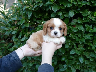 Les chiots de Cavalier King Charles Spaniel