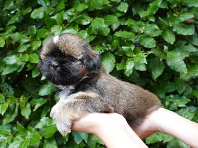 Les chiots de Shih Tzu