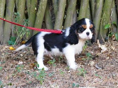 CHIOT MALE COLLIER ORANGE - Cavalier King Charles Spaniel