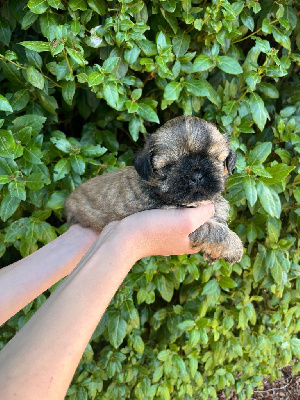 Les chiots de Shih Tzu