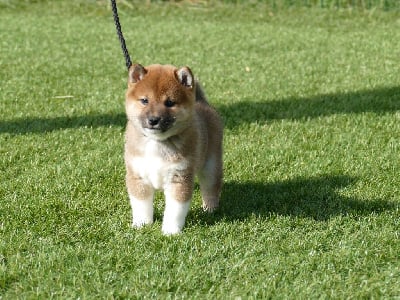 Les chiots de Shiba