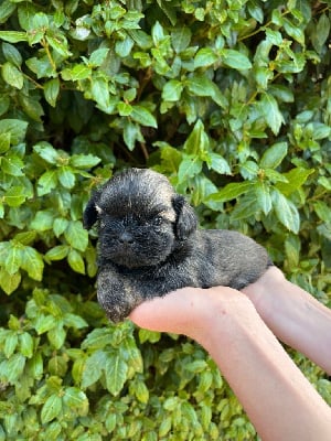 Les chiots de Shih Tzu