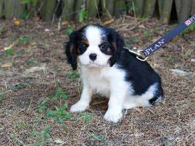 Les chiots de Cavalier King Charles Spaniel