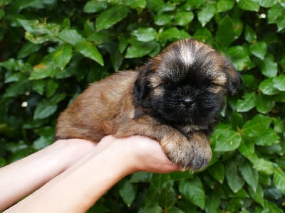 Les chiots de Shih Tzu