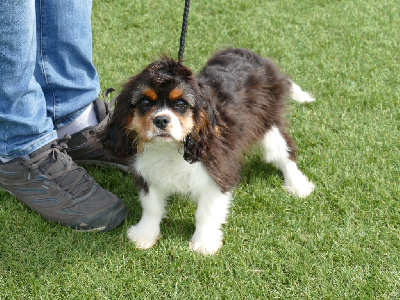 Les chiots de Cavalier King Charles Spaniel