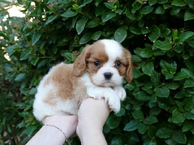 CHIOT 4 - Cavalier King Charles Spaniel