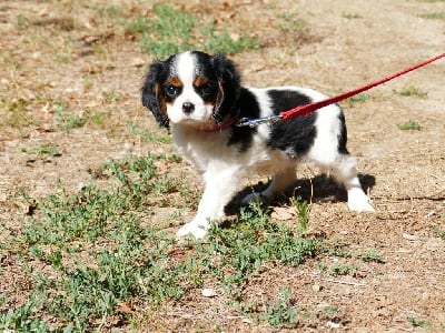 Les chiots de Cavalier King Charles Spaniel