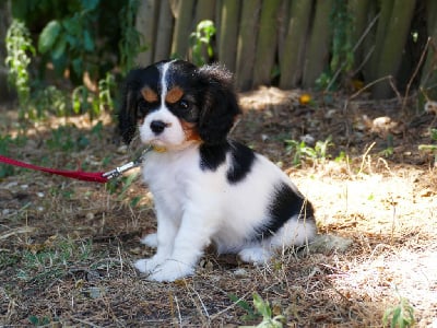 Les chiots de Cavalier King Charles Spaniel