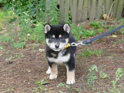 Les chiots de Shiba