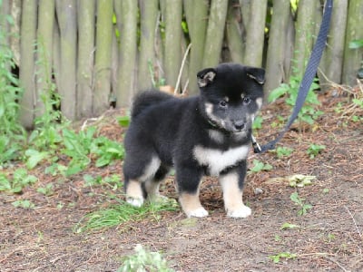 Les chiots de Shiba