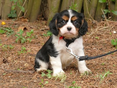 Les chiots de Cavalier King Charles Spaniel