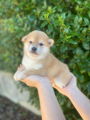 Les chiots de Shiba