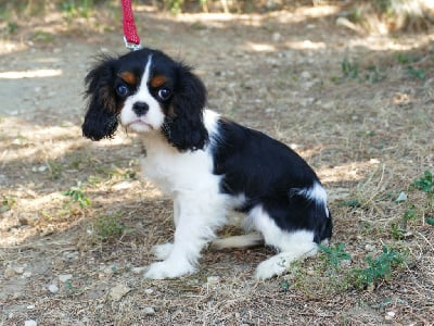 Les chiots de Cavalier King Charles Spaniel