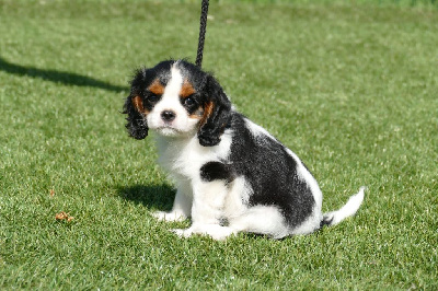 Les chiots de Cavalier King Charles Spaniel