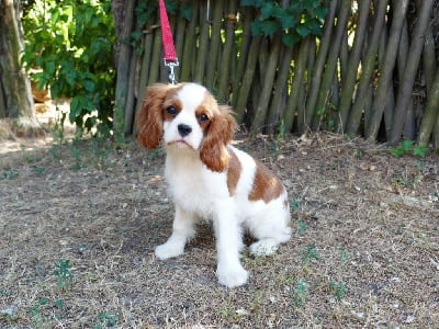 Les chiots de Cavalier King Charles Spaniel